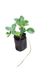 Strawberry 1.5L