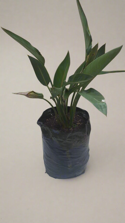 Strelitzia Reginia 20L