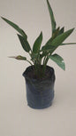 Strelitzia Reginia 20L