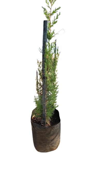 Cuppressus Sempervirens Stricta 20L