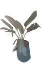 Strelitzia reginae - 20L