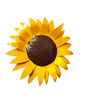 Metal Sunflower Large