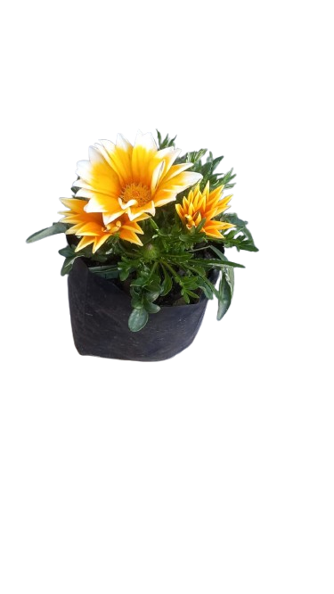 Gazania Assorted 3L