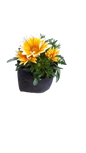 Gazania Assorted 3L