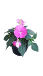 Impatiens 'Sunpatiens' - 15cm