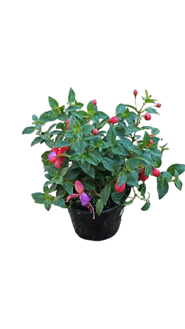 Fuchsia Bella Assorted 15 cm