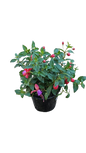 Fuchsia Bella Assorted 15 cm
