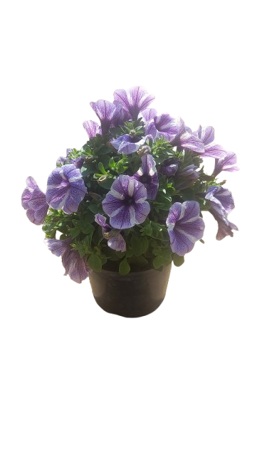 Petunia 15cm Various Colour