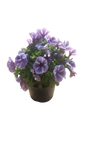 Petunia 15cm Various Colour