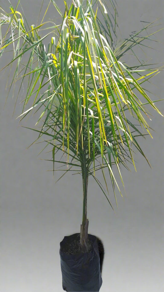 Syagrus romanzoffiana (Cocos plumosa) 40l