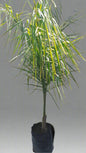 Syagrus romanzoffiana (Cocos plumosa) 40l