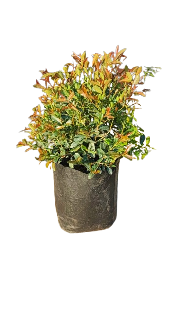 Syzigum Paniculatum Ball 10L