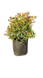 Syzigum Paniculatum Ball 10L