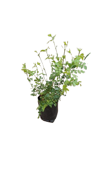 Tecomaria 5L