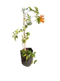 Tecomaria 5l Staked (Orange)
