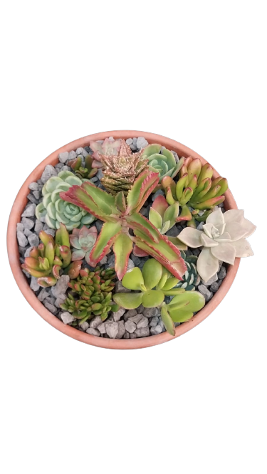 Assorted Succulent in Terra Cotta Clay Pot