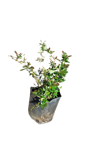 Thunbergia 2l