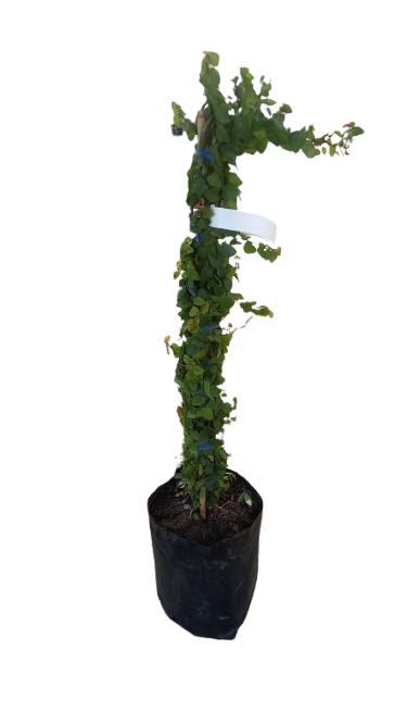 Ficus Pumila - Tickey Creeper Staked 10L