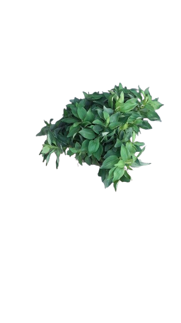 Alstroemelia Time Valley 21cm