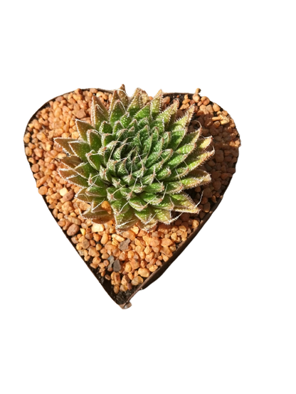 Tin Heart Decorative Succulent