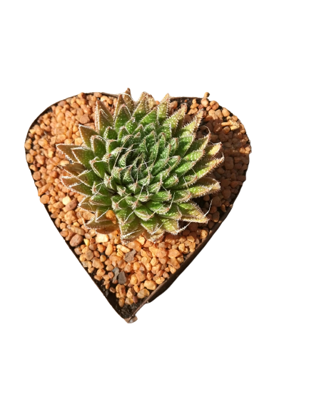Tin Heart Decorative Succulent