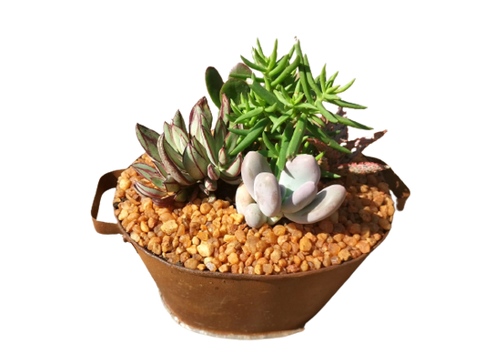 Tin Sinkbath Decorative Succulent