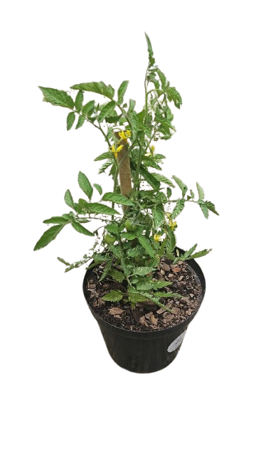 Tomato In 25cm Pot