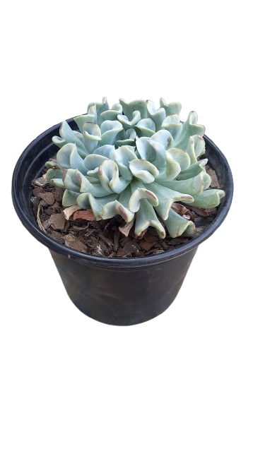 Echeveria Assorted 17cm