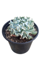 Echeveria Assorted 17cm