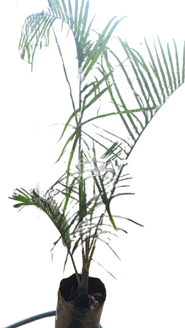 Dypsis Decaryl (Triangle Palm) 20L