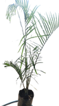 Dypsis Decaryl (Triangle Palm) 20L