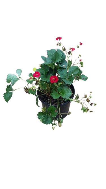 Various Strawberry Plants 17cm