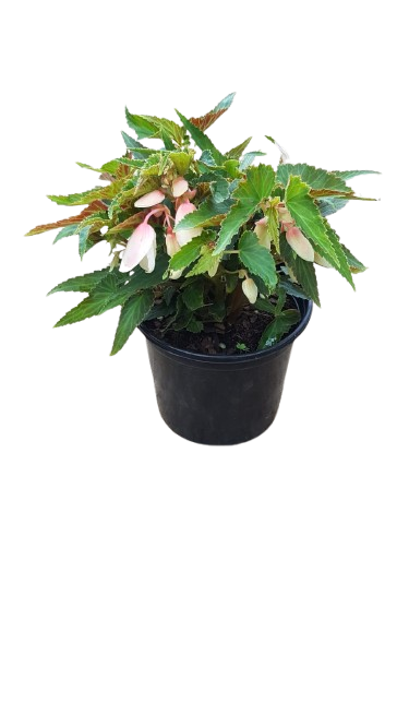 Begonia Various 17cm