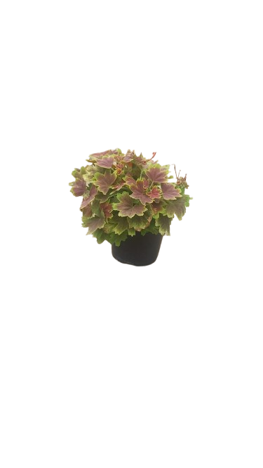 Pelargonium 'Vancouver Languth' 15cm