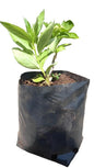 Hydrangea Assorted 5L