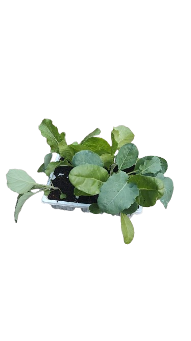 Mixed Vegetable Seedling 6-Pack