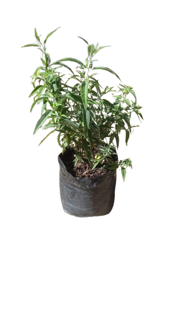 Salvia Leucantha 5l Assorted