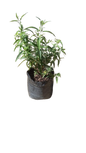 Salvia Leucantha 5l Assorted