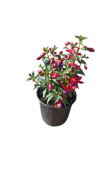 Fuchsia Bella Assorted 15 cm