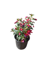 Fuchsia Bella Assorted 15 cm