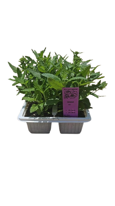 Verbena 6 Pack Seedling Mix (Various Colours)