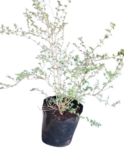 Serissa Foetida Verigated 10L