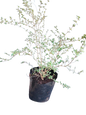 Serissa Foetida Verigated 10L