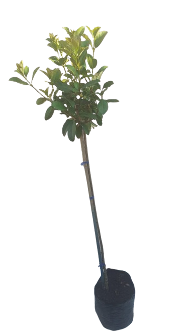 Viburnum Std 10L