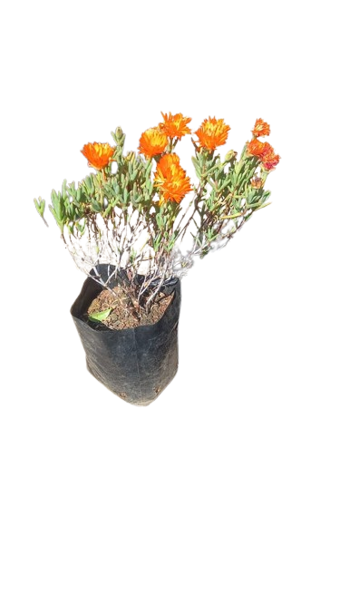Vygie Orange 1.5L