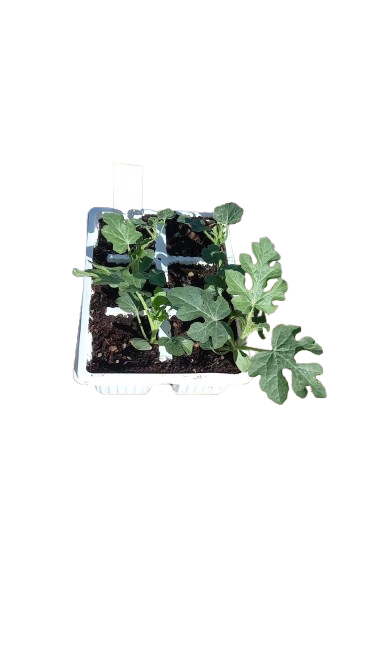 Watermelon All Sweet Seedling Tray