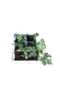 Watermelon All Sweet Seedling Tray