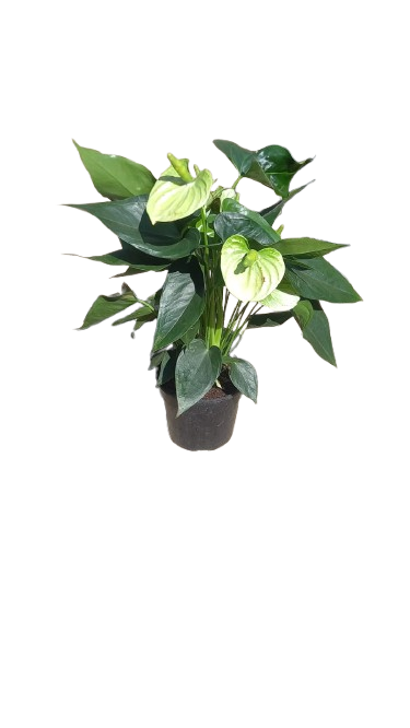 Flamingo Anthurium Various Colours 14cm