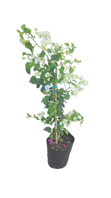 Bougainvillea - various Colors 10L
