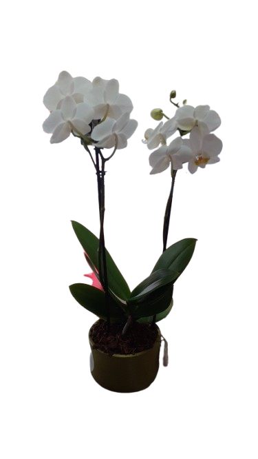 Phalaenopsis 2 stem In Green Ceramic 12cm